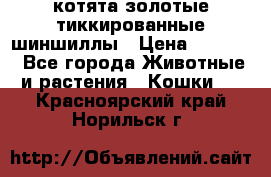 котята золотые тиккированные шиншиллы › Цена ­ 8 000 - Все города Животные и растения » Кошки   . Красноярский край,Норильск г.